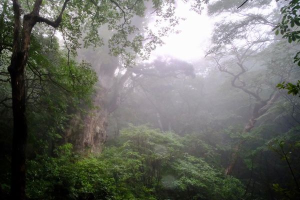 日本・鹿児島県「　手つかずの自然、屋久島🦌」の写真