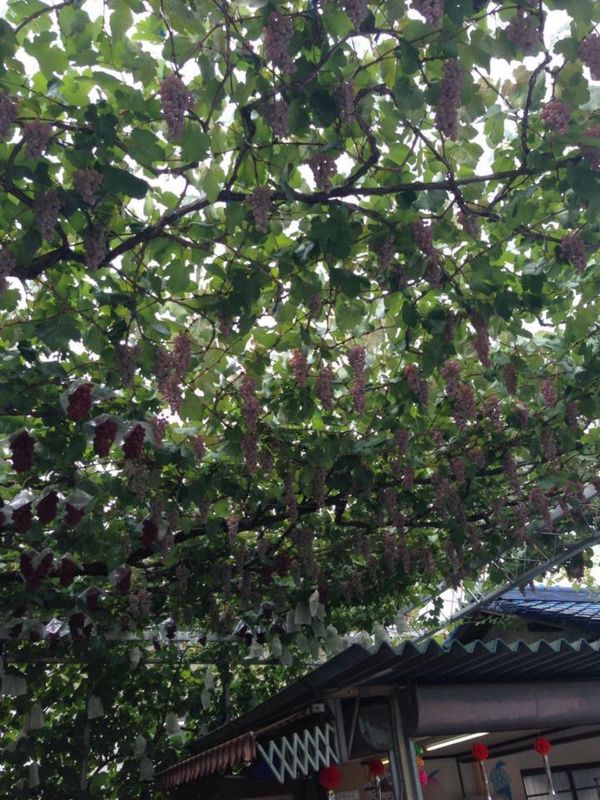 日本・山梨県「ぶどう狩り」の写真