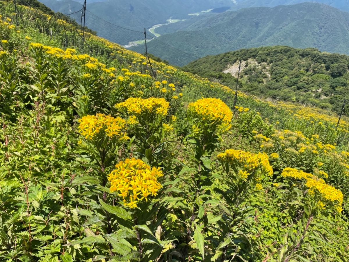 途中シモツケソウ、ルリトラノオ、キリンソウなど、いろんな高山植物が咲いてい...