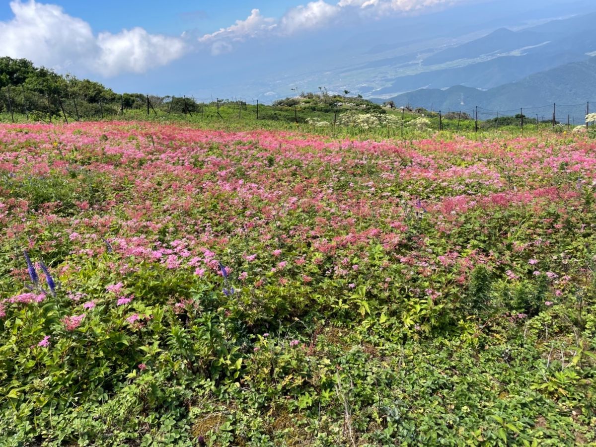途中シモツケソウ、ルリトラノオ、キリンソウなど、いろんな高山植物が咲いてい...