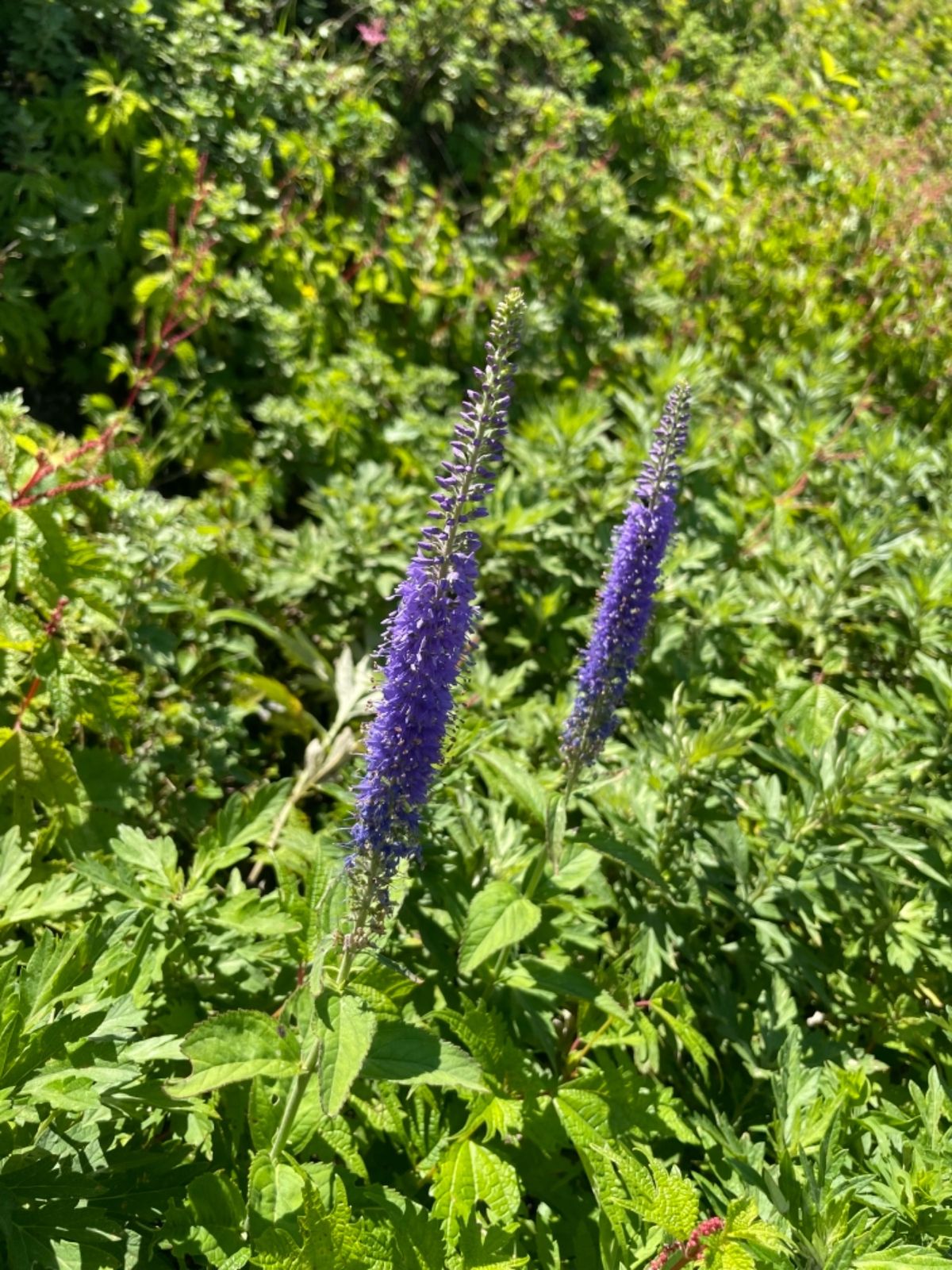 途中シモツケソウ、ルリトラノオ、キリンソウなど、いろんな高山植物が咲いてい...