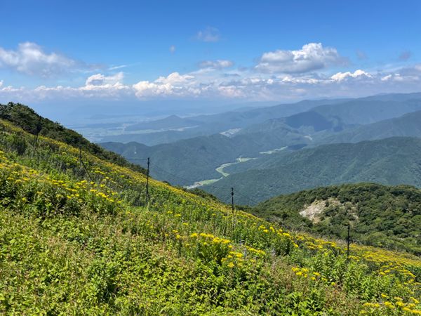 日本「百名山伊吹山散策」の写真：途中シモツケソウ、ルリトラノオ、キリンソウな...