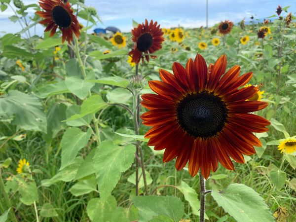 日本・静岡県「ひまわり」の写真