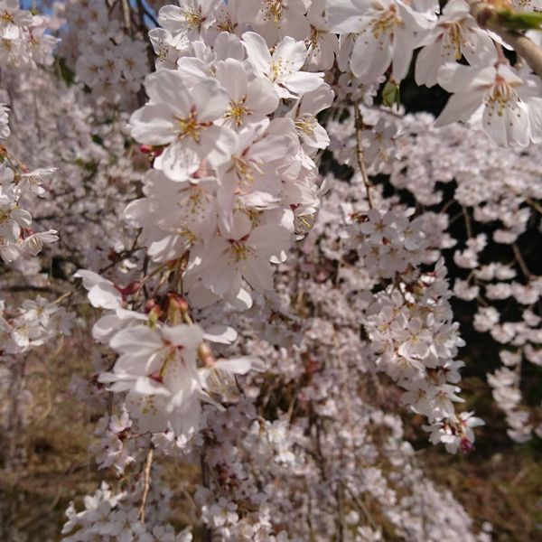 日本・山梨県「桜を見に」の写真