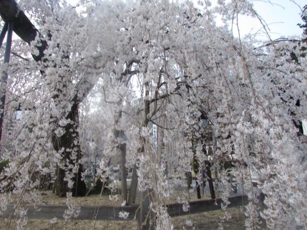 日本・山梨県「桜を見に」の写真