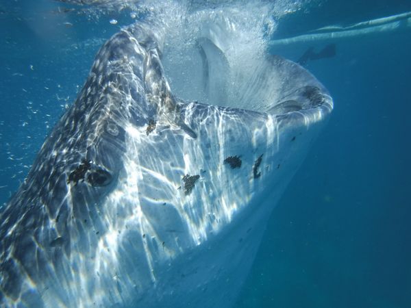 フィリピン・オスロブ「セブ島」の写真