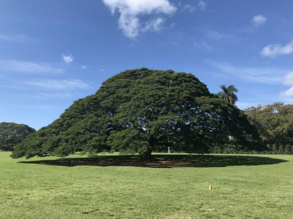 アメリカ(米国)・ハワイ「ハワイ」の写真