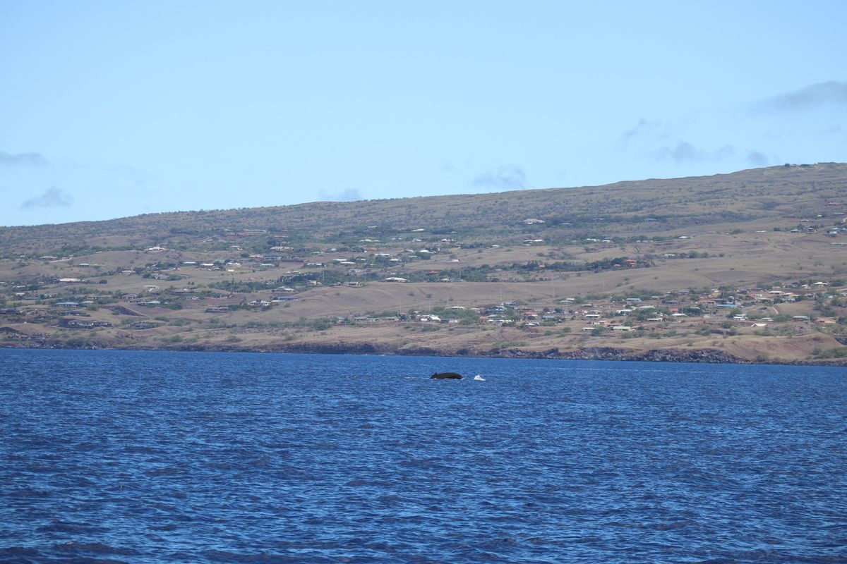 ハワイ島からマウイ島へ！
マウイ島ではホエールウォッチングでたくさんの鯨に...