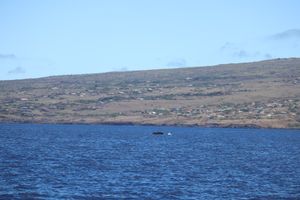 ハワイ島からマウイ島へ！
マウイ島ではホエールウォッチングでたくさんの鯨に...