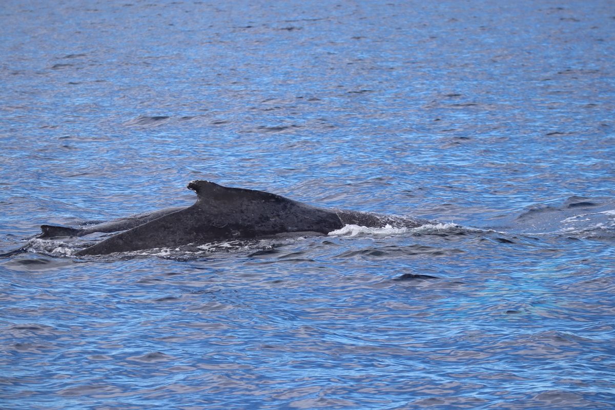 ハワイ島からマウイ島へ！
マウイ島ではホエールウォッチングでたくさんの鯨に...