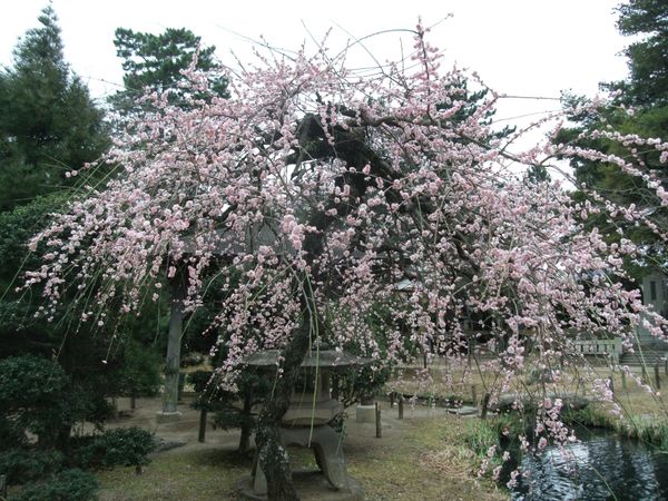 日本・茨城県土浦「20160220茨城県土浦駅」の写真