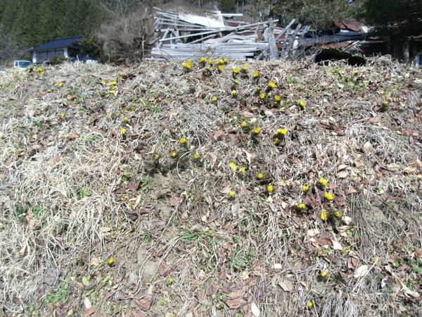 日本・長野県辰野「20160227長野県辰野駅」の写真