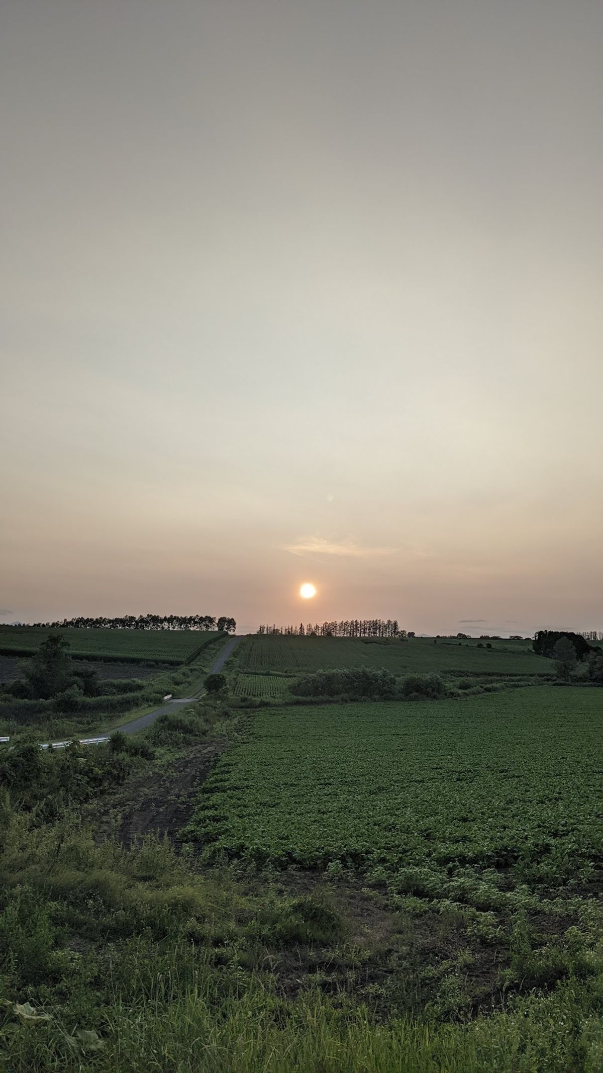 白樺並木を超えたら、永遠とこんな道を自転車で漕ぐ。
気がつけば電柱も街灯も...