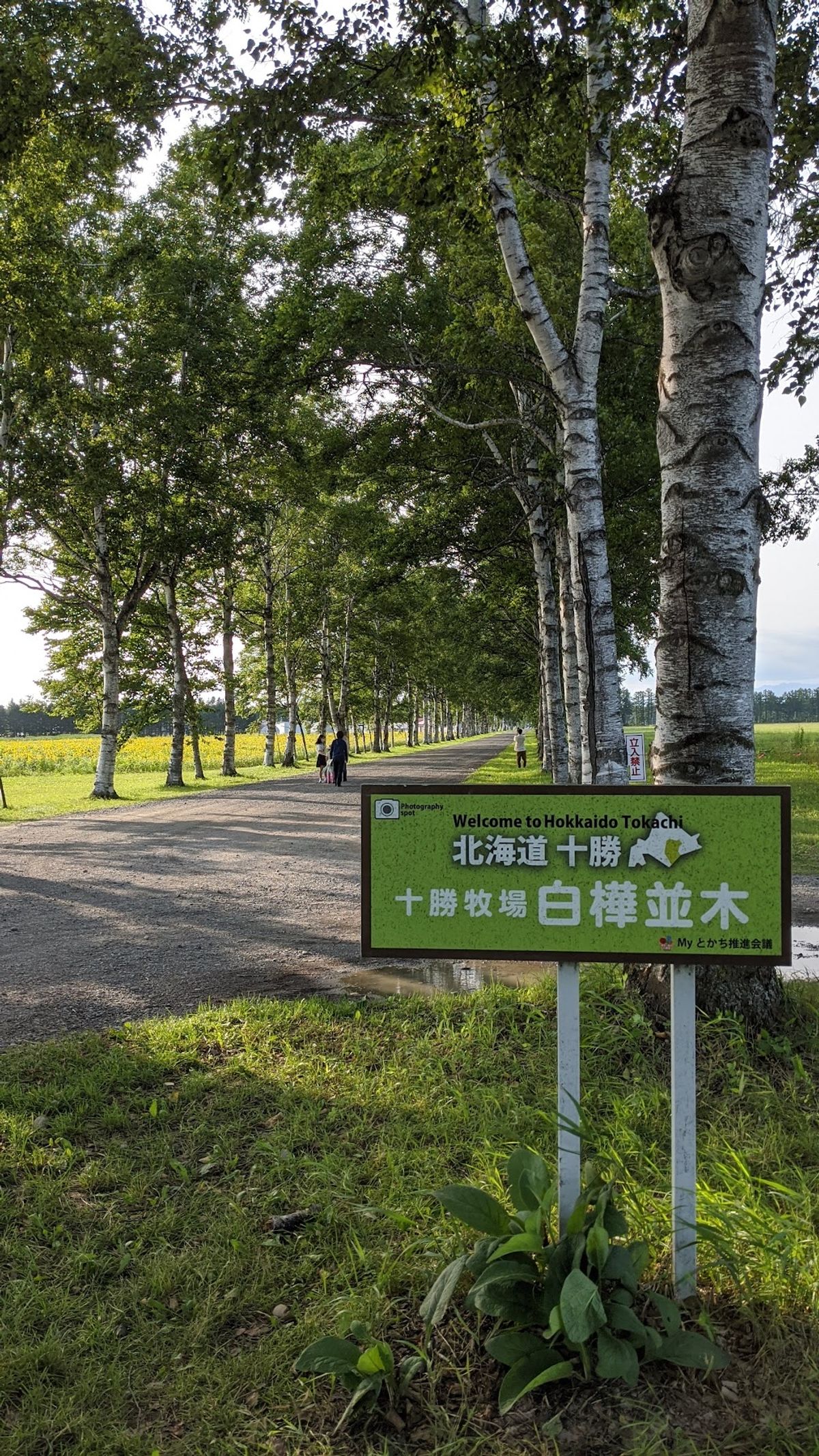 十勝牧場 白樺並木
隣はひまわり畑？