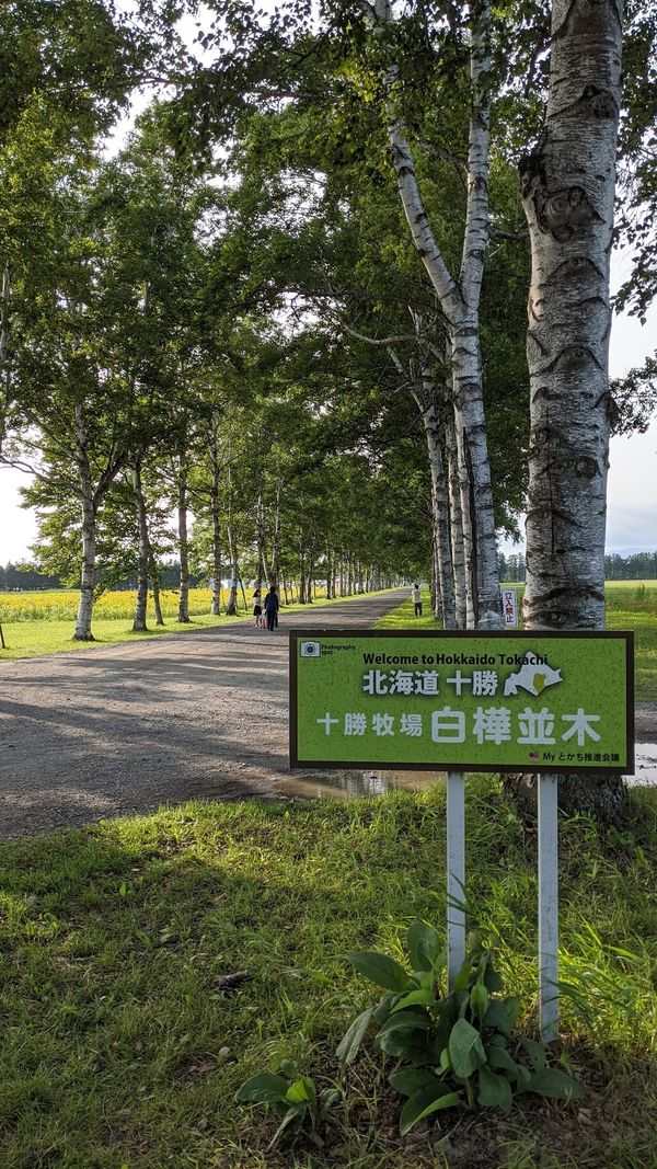 日本・北海道「トカプチ400 ナショナルサイクルロードの旅」の写真：十勝牧場 白樺並木
隣はひまわり畑？