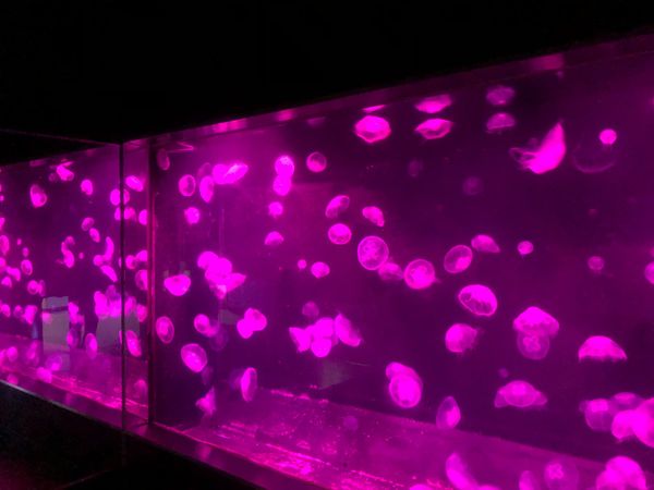 日本・静岡県「静岡旅行（聖地巡礼）」の写真