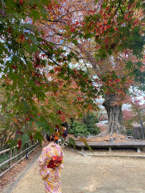 日本・京都府「京都」の写真