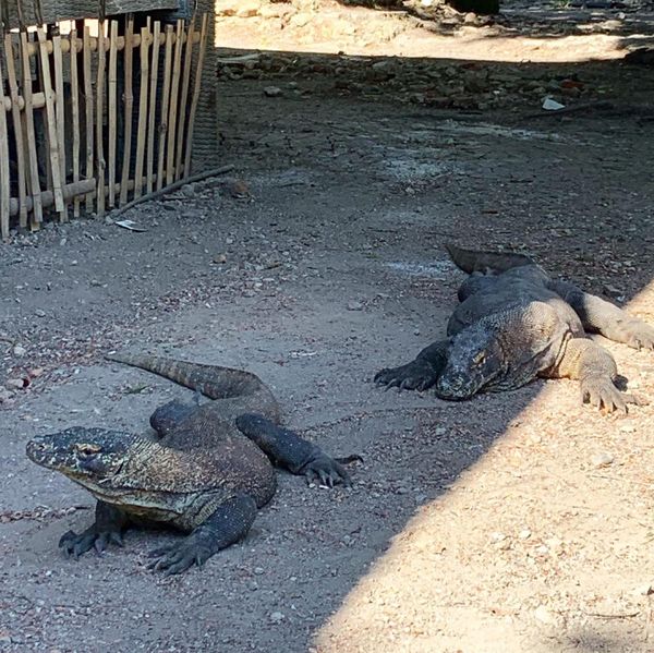 インドネシア「コモドドラゴンとご対面」の写真