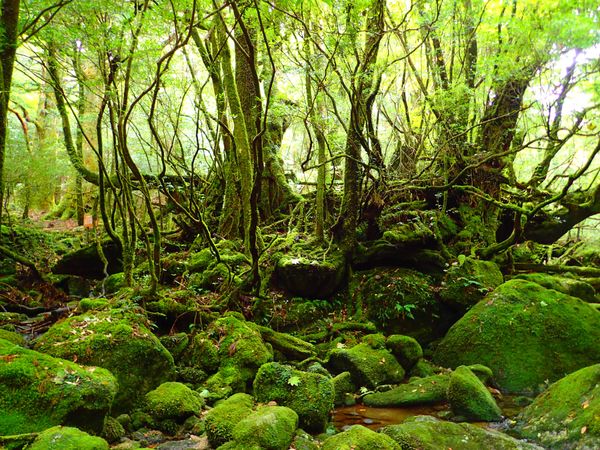 日本「屋久島の夏休み Day1」の写真