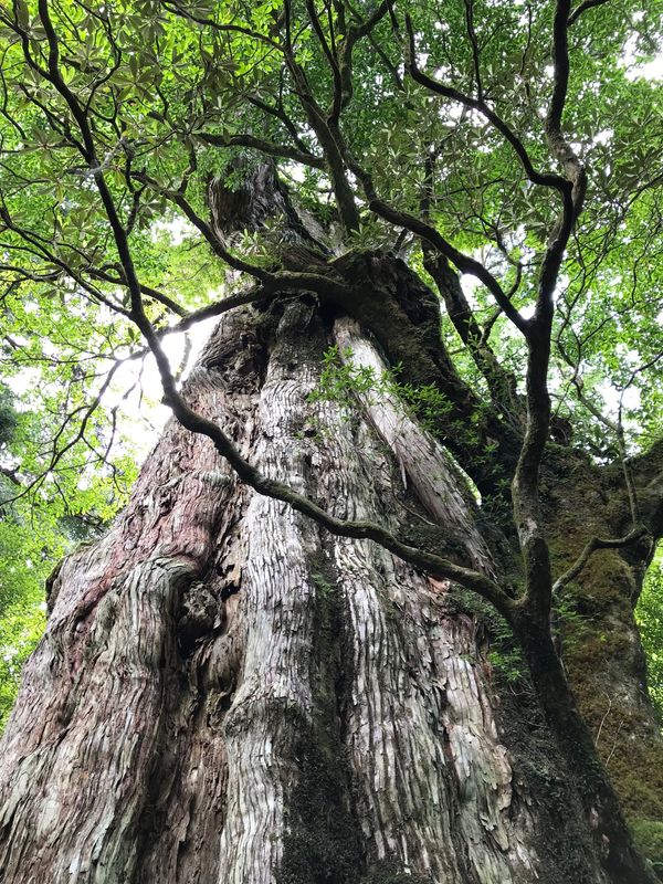 日本・鹿児島県「屋久島の夏休み Day2」の写真