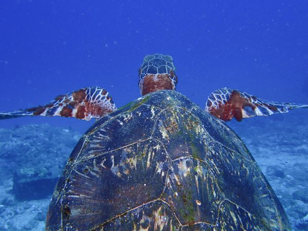 日本・鹿児島県「屋久島の夏休み Day3-5 ScubaDiving」の写真