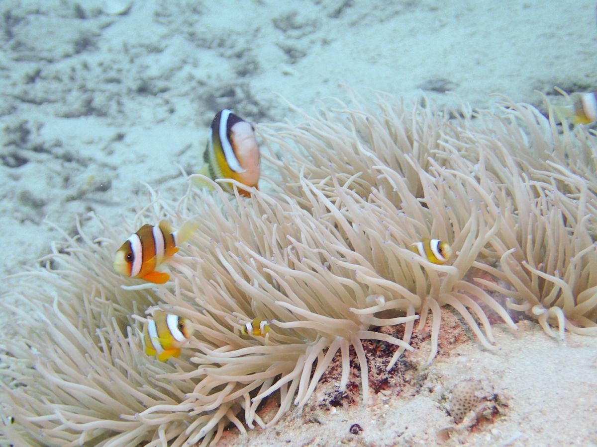 Amami Diving 旅Log#2
