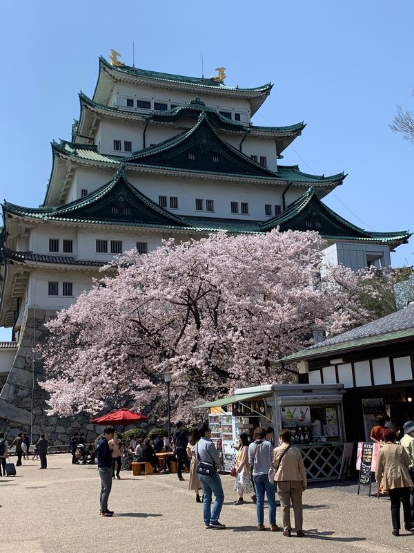 「名古屋旅行」の写真：中華そば新谷最高！
