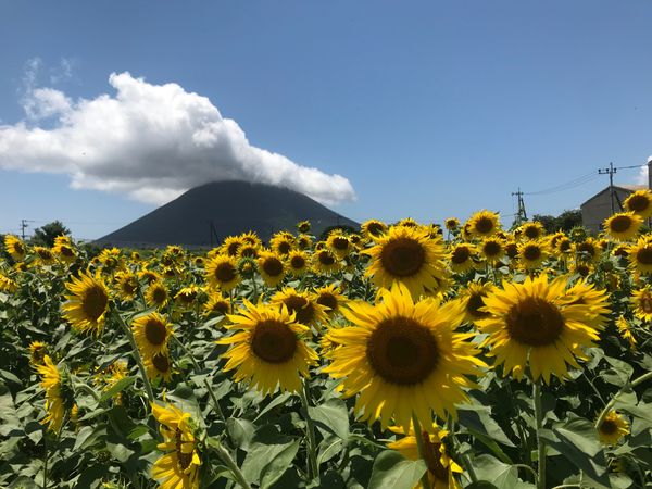日本・鹿児島県「鹿児島旅行」の写真：指宿市。
JR最南端の駅、西大山駅近くの...