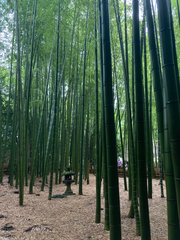 日本・静岡県「出稼ぎついでの小旅行」の写真：鎌倉