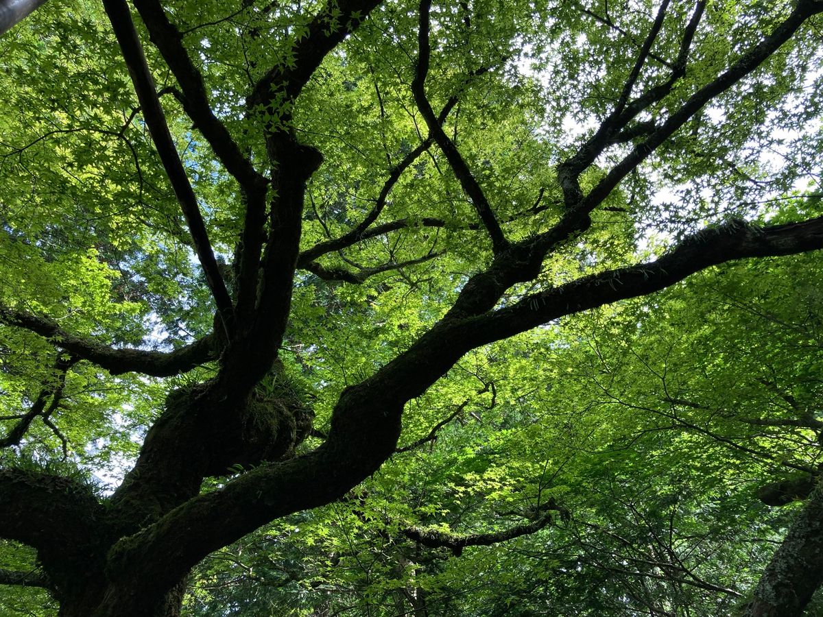 北口本宮浅間神社