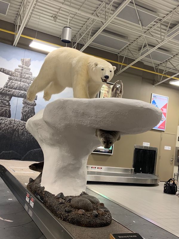 カナダ「イエローナイフ」の写真：バンクーバーからイエローナイフへ✈️
初...