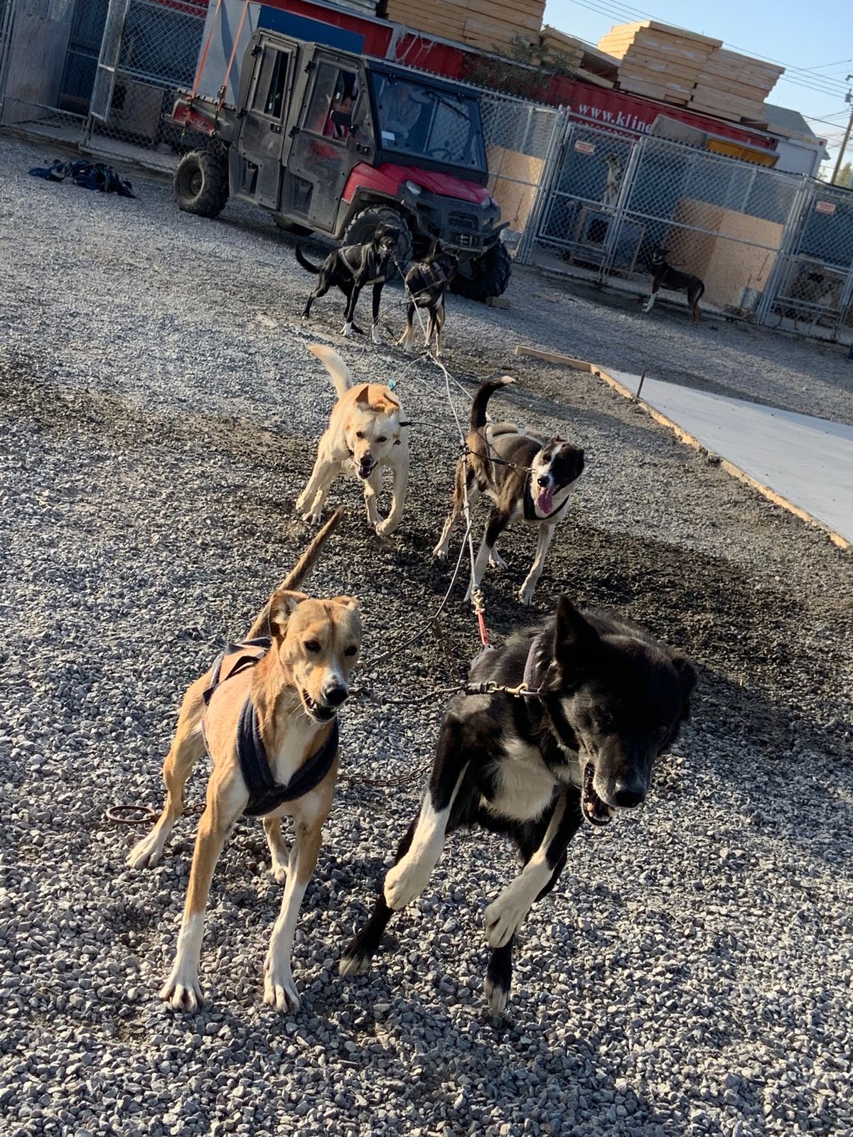 雪の中を犬ゾリで走るイメージではありませんでした😂