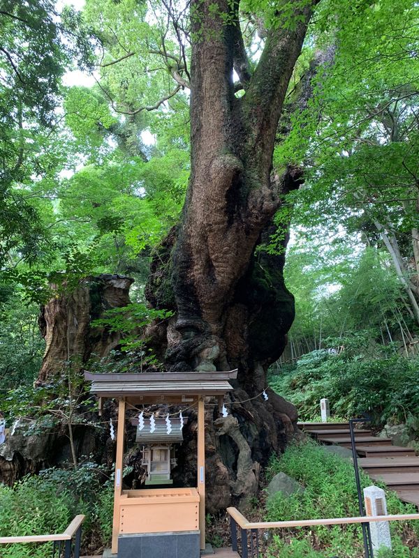 日本・静岡県「オープンしたばかりのあんぱんを買いに行く旅と来宮神社へ」の写真