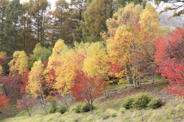 日本・山梨県「入笠山登山　2012秋」の写真