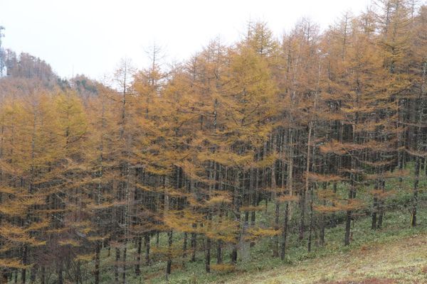 日本・山梨県「入笠山登山　2012秋」の写真：山を下りた後は近くにある日帰り温泉で汗を...