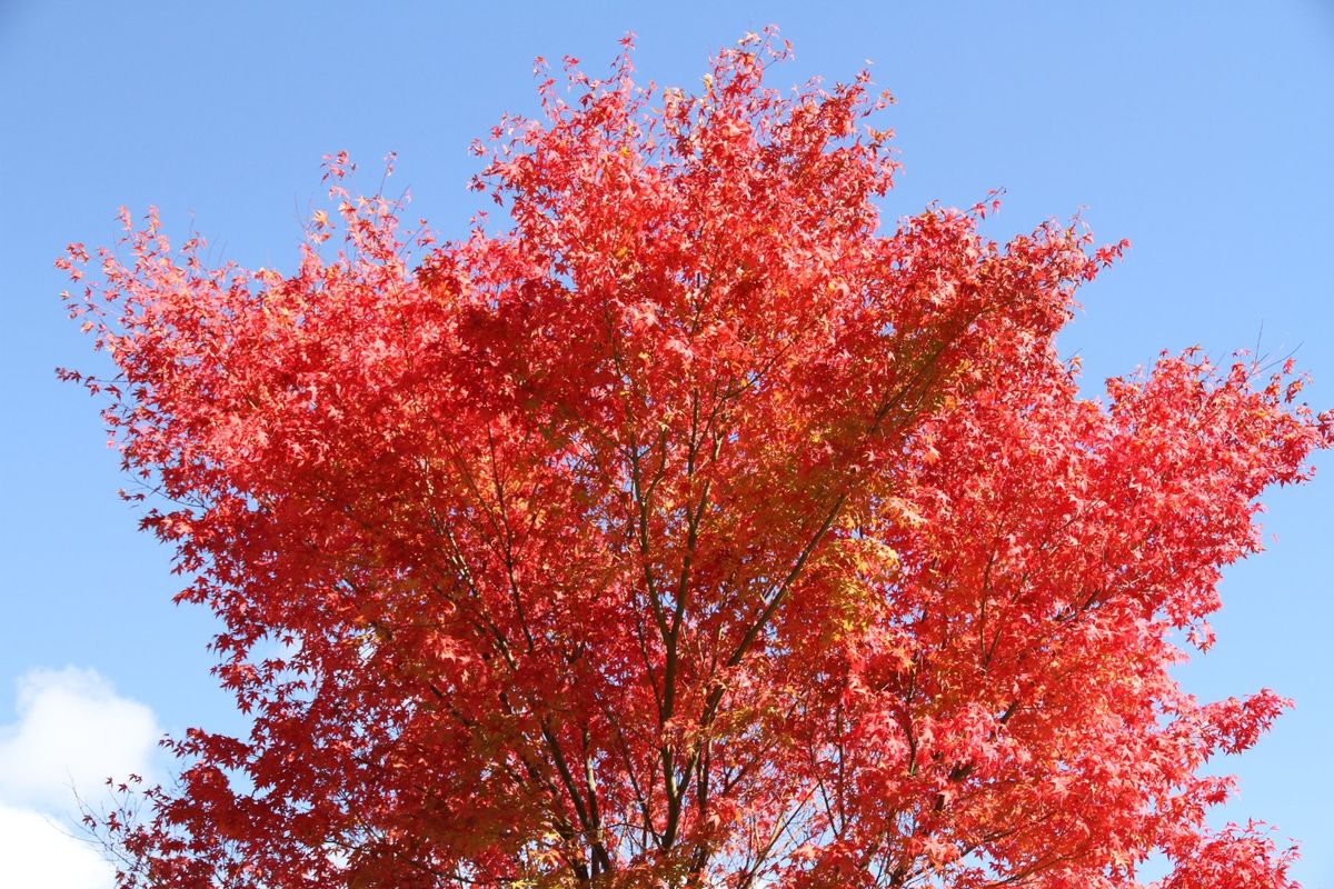 山を下りた後は近くにある日帰り温泉で汗を流してから帰りました。