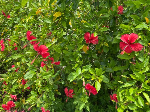 日本・宮古島「初の宮古島上陸」の写真