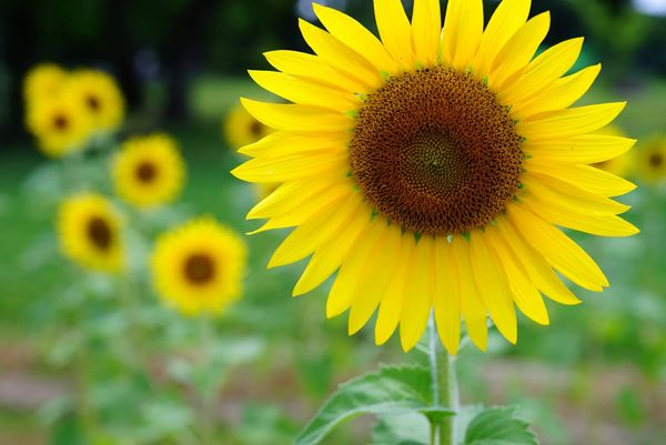 日本・大阪「万博　ひまわりフェスタ」の写真