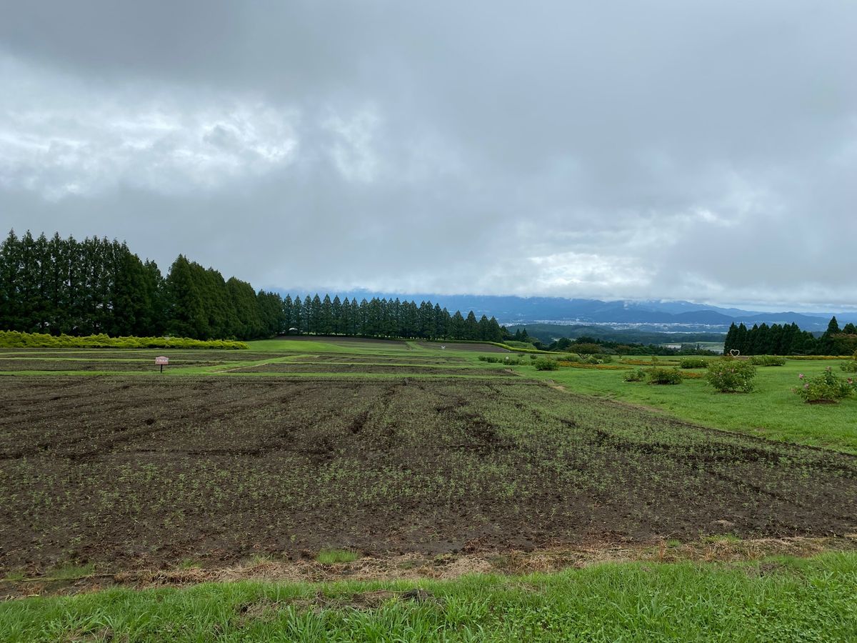 生駒高原！
で食べたマンゴーソフト！