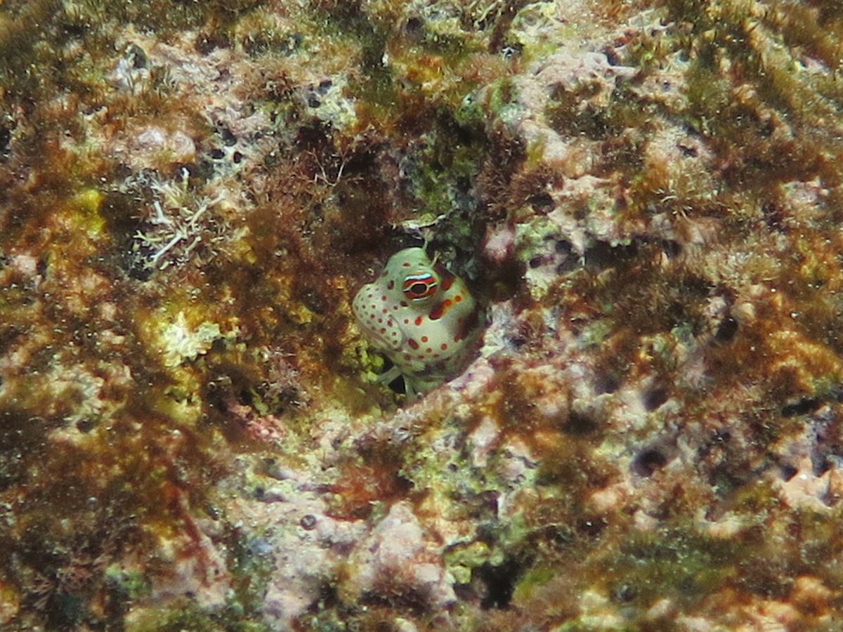 1)ここから出港しました。
  よく写真見る川平湾の近くです。
2)イエロ...