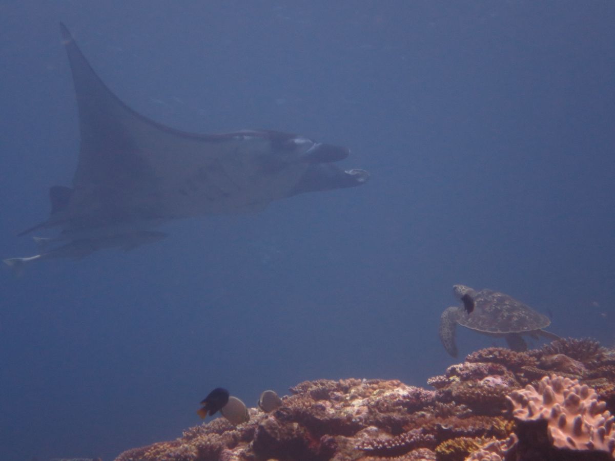 マンタと亀さんが交差した！
しかし！
すべて黒い魚に写真邪魔された(；▽；...