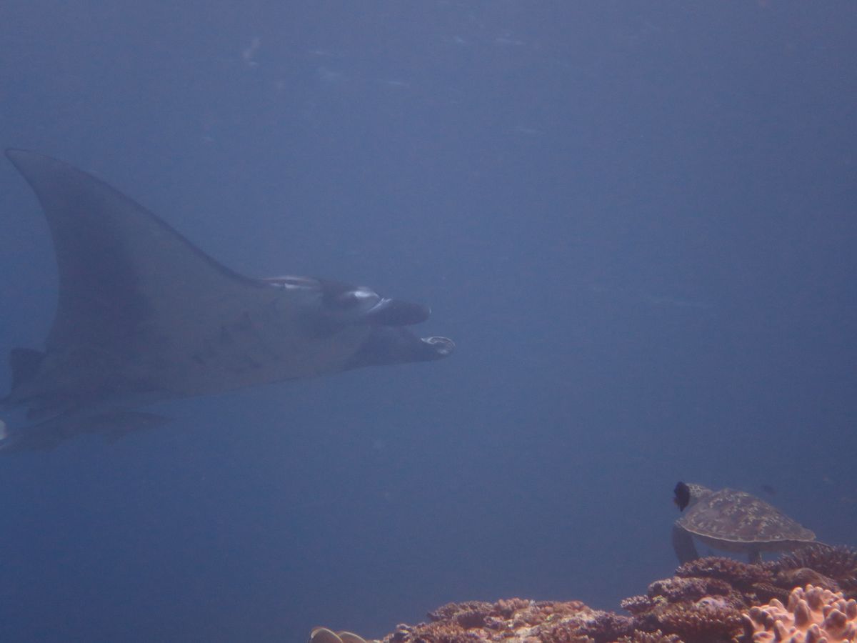 マンタと亀さんが交差した！
しかし！
すべて黒い魚に写真邪魔された(；▽；...