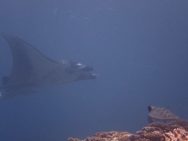 日本・石垣島「石垣島ダイビング」の写真：マンタと亀さんが交差した！
しかし！
す...