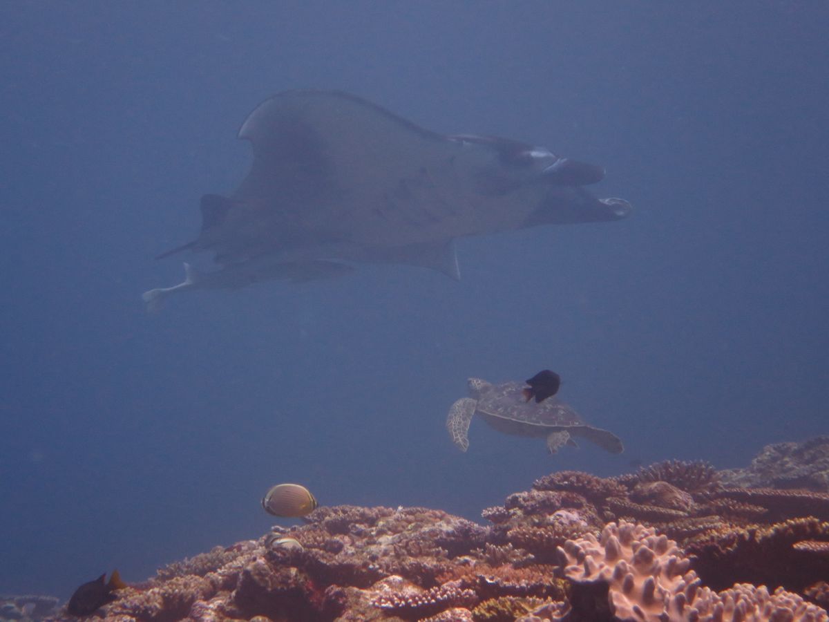 マンタと亀さんが交差した！
しかし！
すべて黒い魚に写真邪魔された(；▽；...