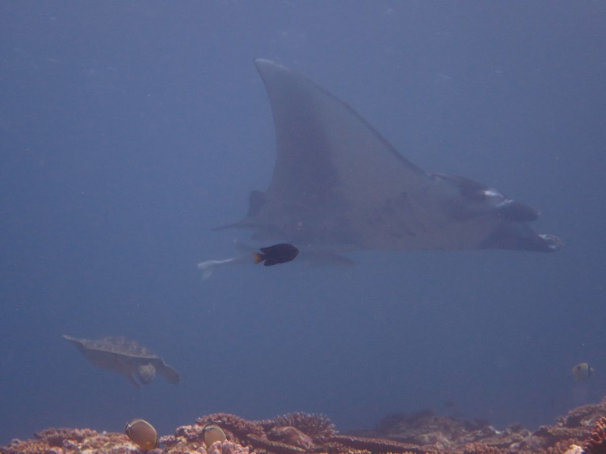 マンタと亀さんが交差した！
しかし！
すべて黒い魚に写真邪魔された(；▽；...