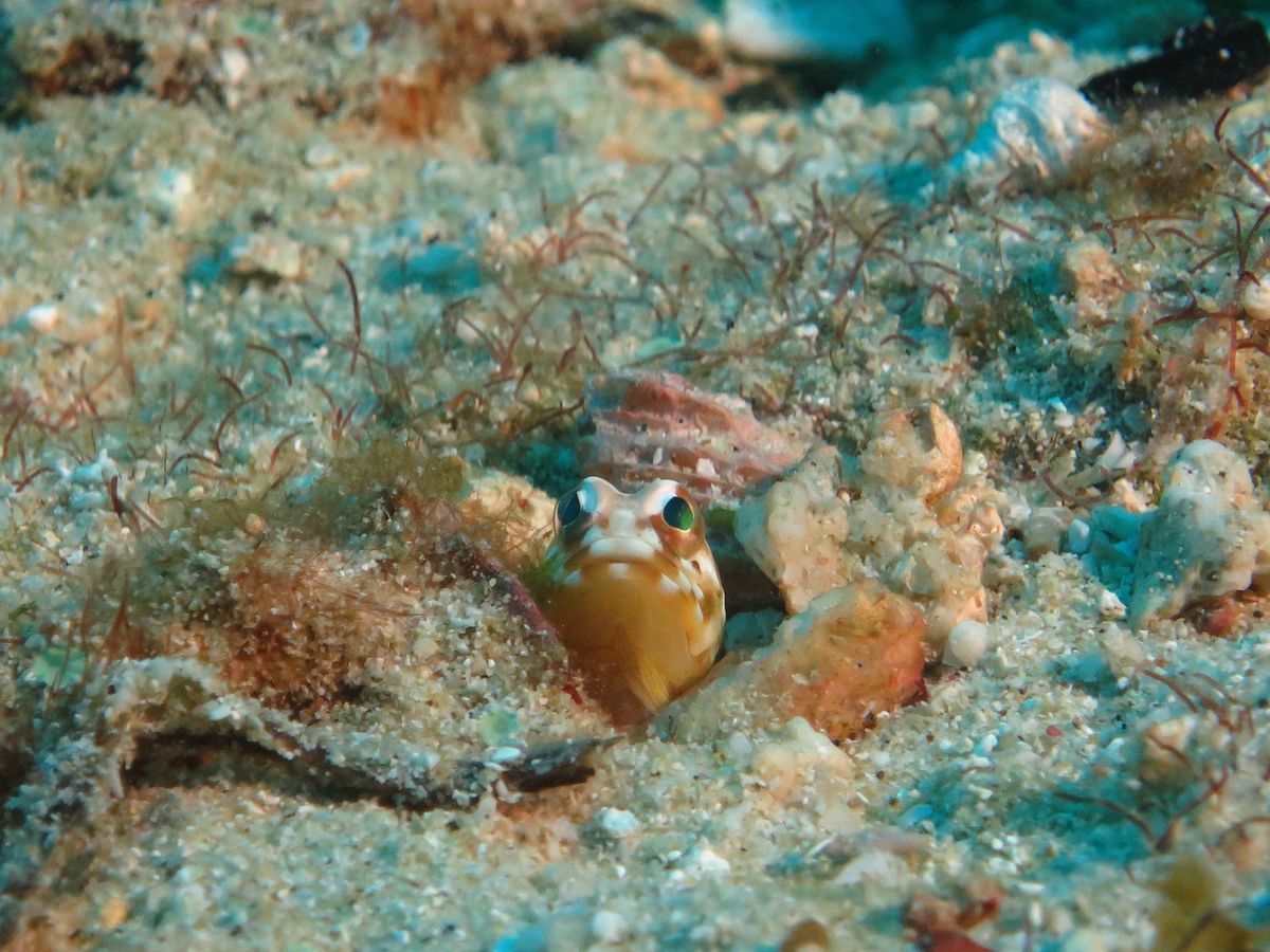 1)ここから出港しました。
  よく写真見る川平湾の近くです。
2)イエロ...