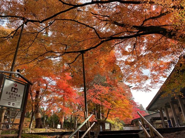 日本・青森県「東北紅葉の旅」の写真