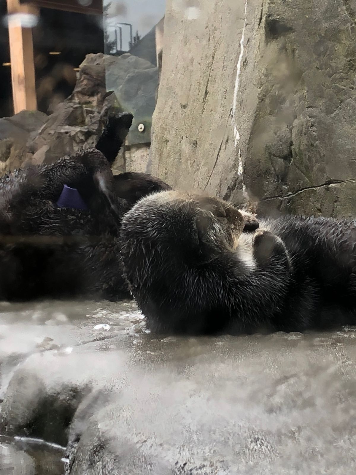 スタンレーパークなど通訳なしで観光まわりました