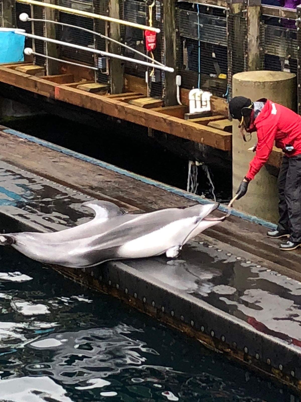 スタンレーパークなど通訳なしで観光まわりました