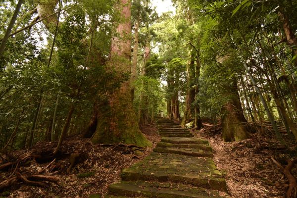 日本・静岡県「熊野古道！ちょっと寄り道！」の写真：熊野古道！
